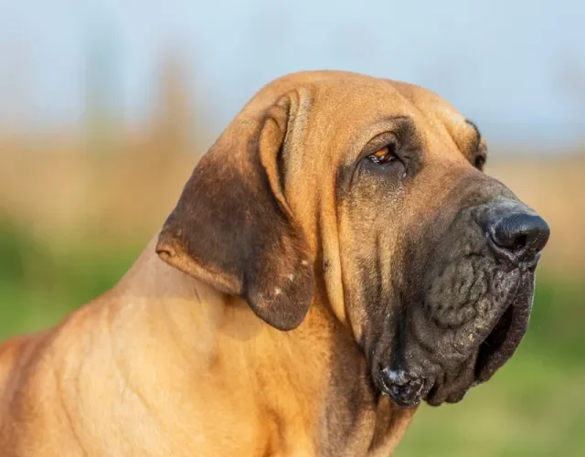 A raça de cachorro Fila não é indicada para tutores de primeira viagem Cachorro Fila Brasileiro em close
