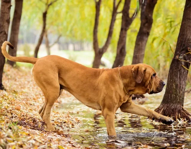 De porte grande, o cachorro Fila precisa de bastante espaço para gastar energia Cachorro Fila Brasileiro em ambiente externo