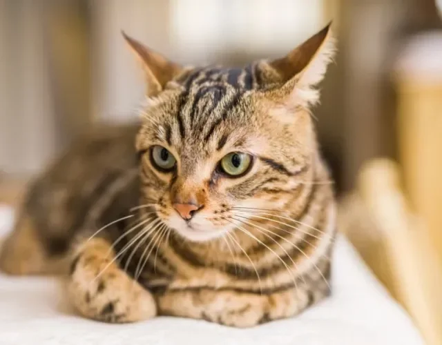 Gato malhado é o felino mais popular do mundo!