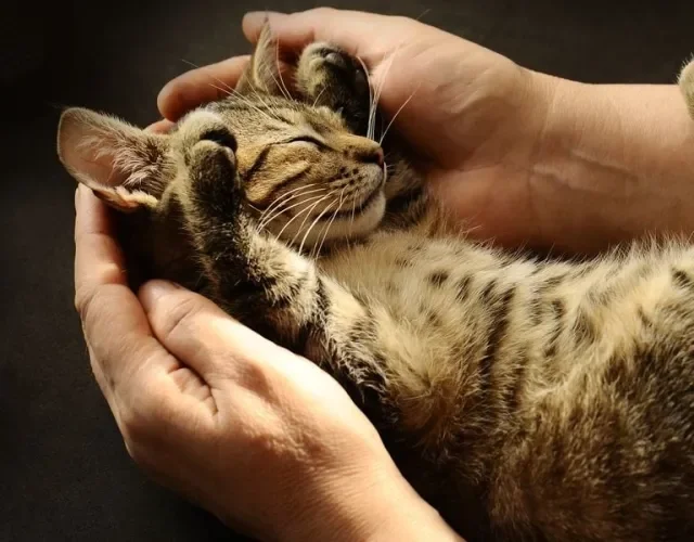As listras do gato malhado são visíveis desde quando ele é filhotinho