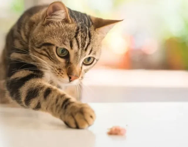 A brincadeira favorita do gato malhado é caçar!