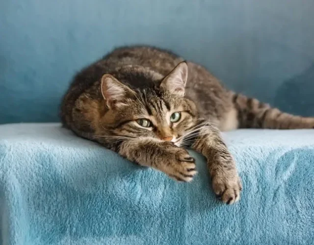 Impossível não se apaixonar por esse bichano!