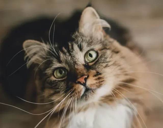 Gato malhado olhando para cima