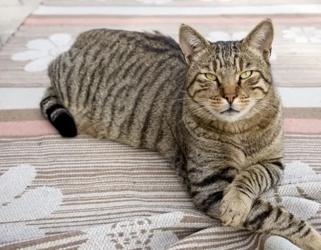 Gato malhado deitado