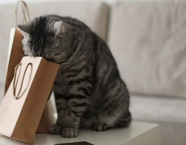 Gato malhado cheirando sacola
