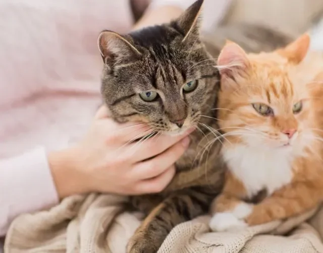 Dois gatos malhados um do lado do outro