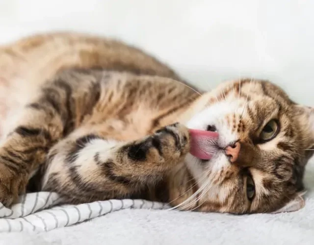 Gato malhado se lambendo