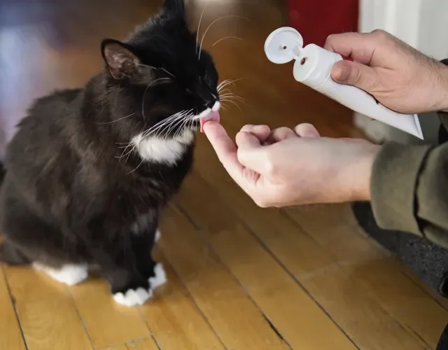 Escova de dente para gato: faça uma introdução gradual 