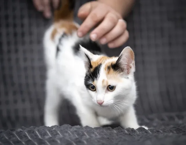 Amor de gato é sutil, então dê espaço para o seu bichano