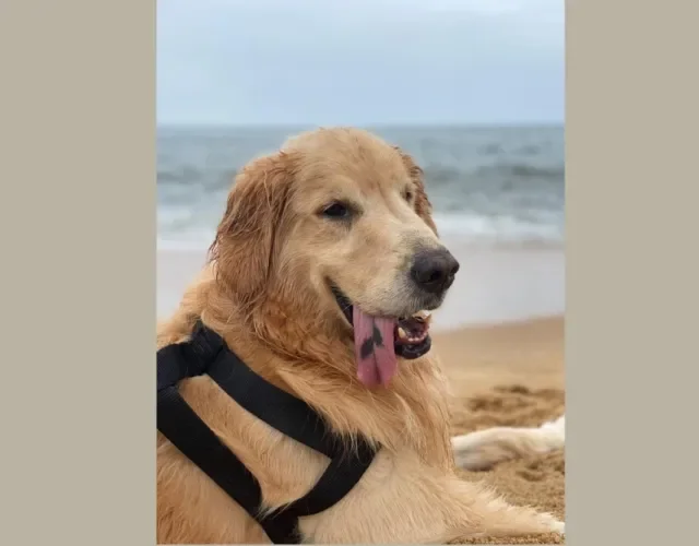 Golden Retriever na praia