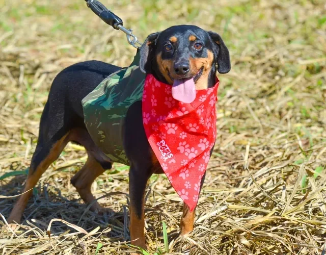 Tapioca, essa linda vira-latinha, está pronta para ganhar um lar na Associação dos Amigos dos Animais de Nova Odessa 