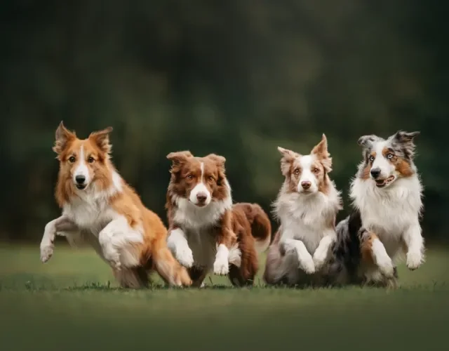 Quatro tipos diferentes de Border Collie correndo