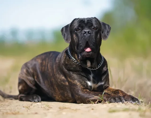 Cane Corso tigrado deitado ao ar livre