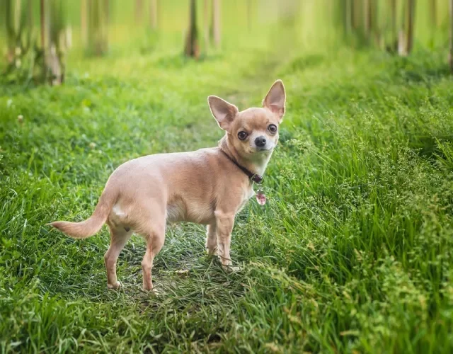 Chihuahua de pelo curto passeando pelo parque