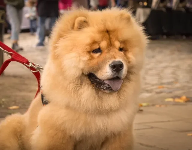 Chow Chow com coleira vermelha