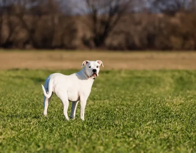 Dogo Argentino no campo olhando para trás