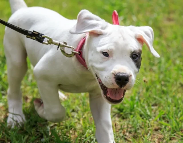 Dogo Argentino filhote passeando