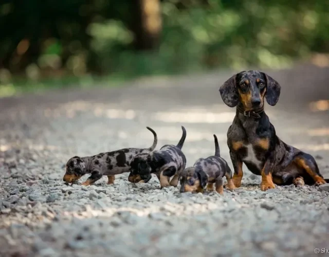 Mãe com filhotes de Dachshund ao ar livre