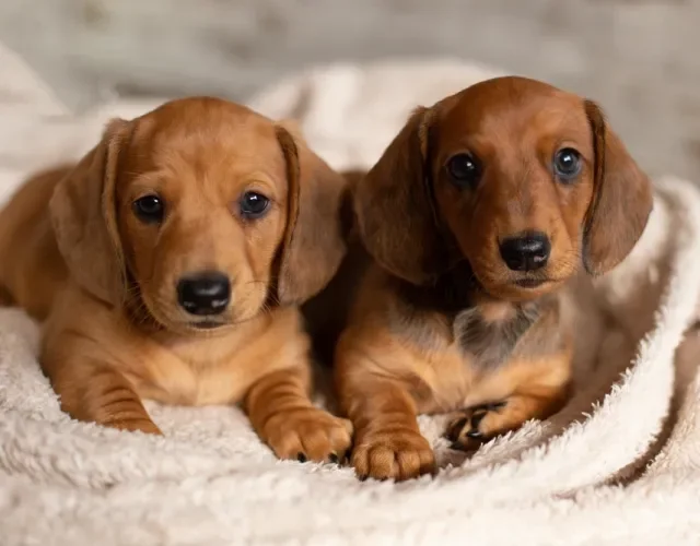 Dois filhotes de Dachshund junto