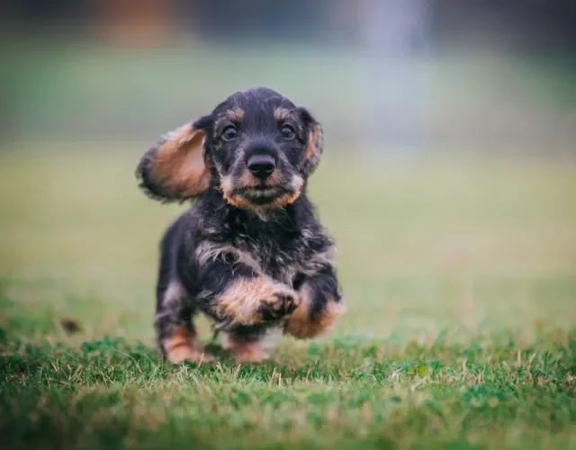 Filhote de Dachshund peludo correndo na grama