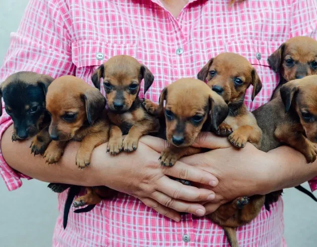 Vários filhotinhos de Dachshund no colo de uma pessoa