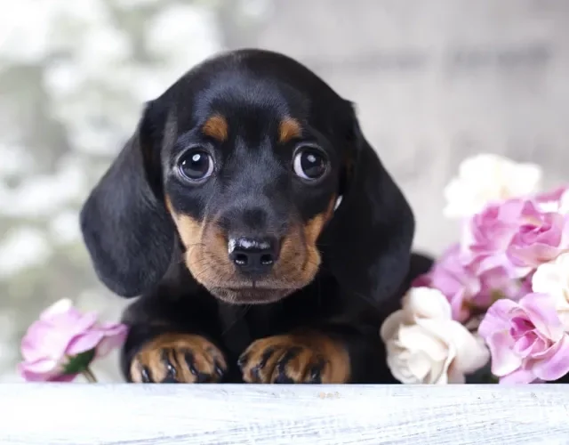Dachshund filhote olhando para frente
