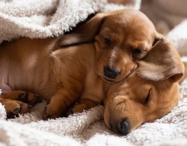 Dois filhotes de Dachshund dormindo juntos