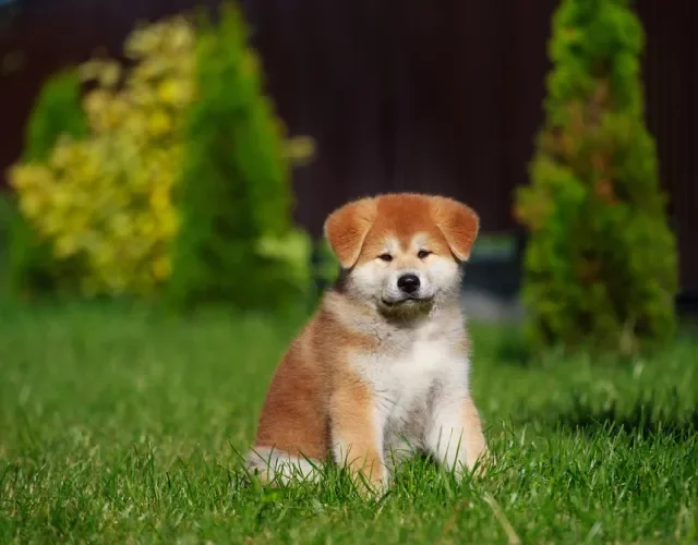 Fotos de filhotes de cachorro Akita sentado no gramado 