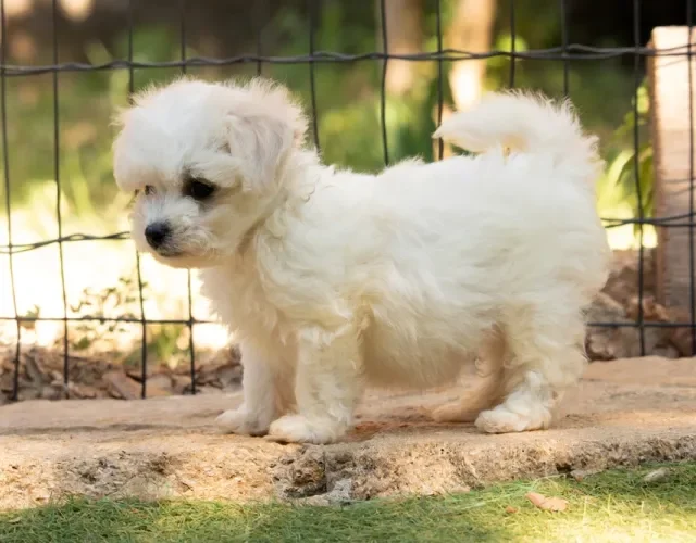 Fotos de filhotes de cachorro Bichon Frisé ao ar livre