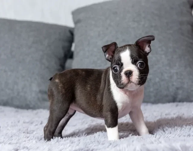 Fotos de filhotes de cachorro Boston Terrier em pé em cima de sofá