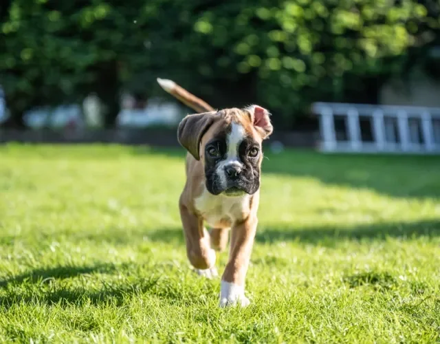 Fotos de filhotes de cachorro Boxer andando no gramado