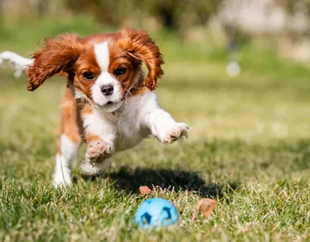 Fotos de filhotes de cachorro Cavalier King correndo atrás de bola