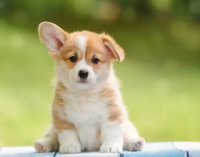 Fotos de filhotes de cachorro Corgi sentado