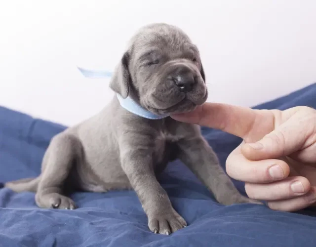 Fotos de filhotes de cachorro Dogue Alemão recebendo carinho