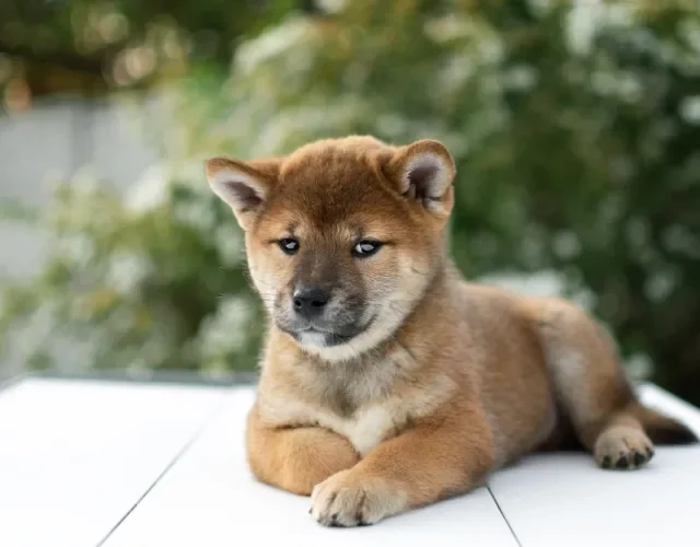 Fotos de filhotes de cachorro Shiba deitado no banco