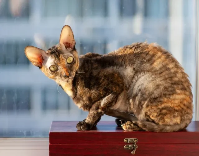 Gato escaminha Cornish Rex perto de janela