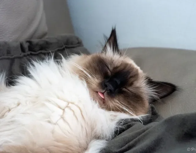 Gato Himalaio dormindo com língua de fora