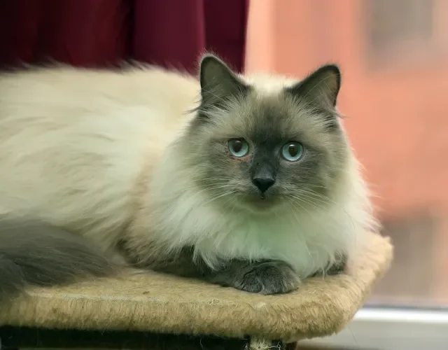 Gato Himalaio deitado 
