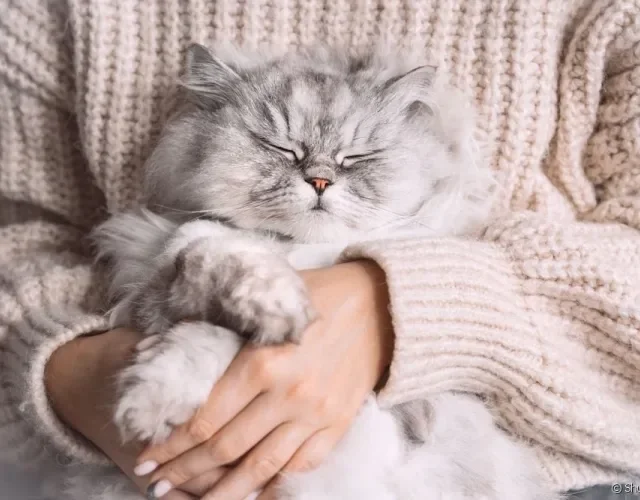 Gato Persa dormindo nos colos de humana
