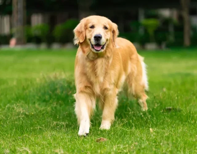 Raça de cachorro Golden Retriever tem porte grande e atlético