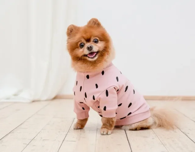 Colocar roupinhas no cachorro é um exemplo de humanização que não traz prejuízos