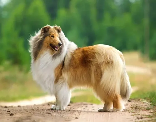 A raça Collie é bem maior, podendo pesar entre 18 e 29 kg