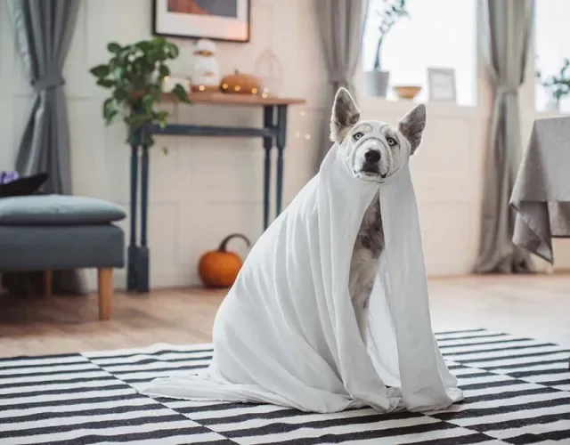 A fantasia para cachorro de fantasma é a cara do Halloween e a mais fácil de produzir