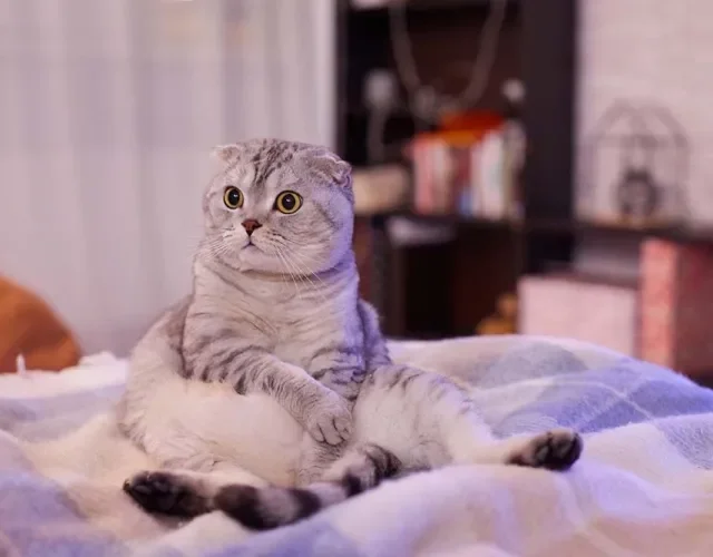 O gatinho Scottish Fold gosta de sentar com as pernas esticadas e as patas apoiadas na barriga
