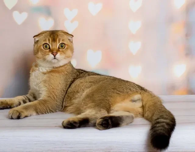Por sua forma arredondada e por ser um gato não muito agitado, o Scottish Fold precisa de uma rotina diária de exercícios