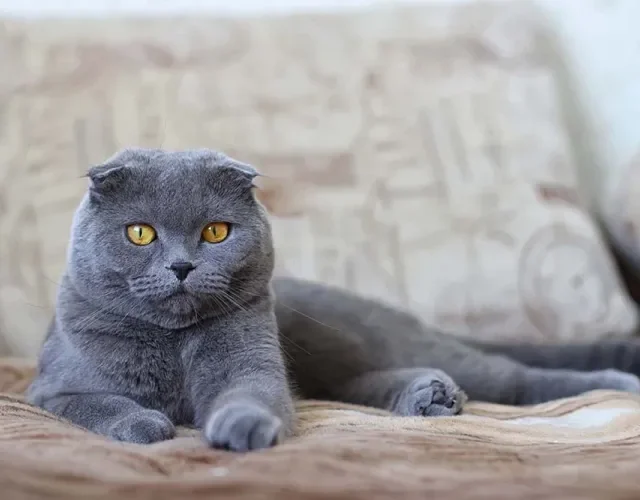 A pelagem do Scottish Fold pode variar entre longa ou curta