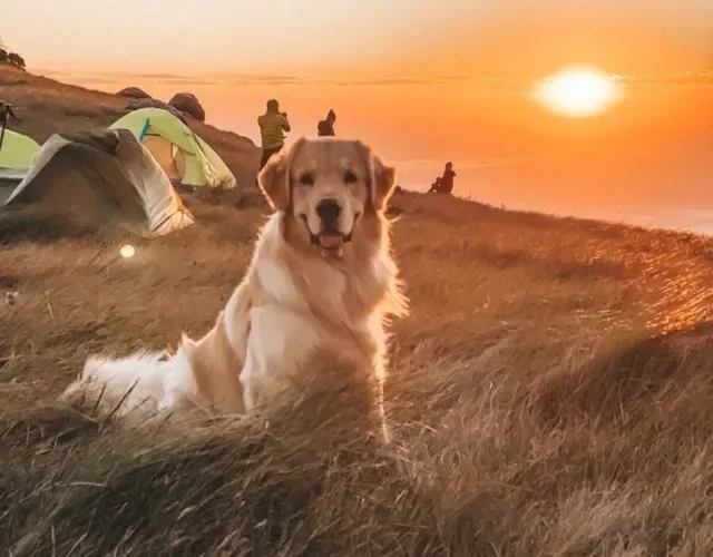 Passear com cachorro em trilhas requer cuidados especiais, principalmente em dias de muito calor
