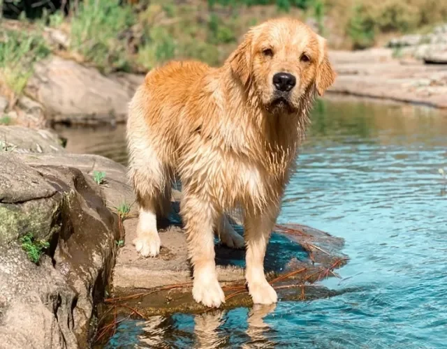 O contato com a natureza faz muito bem para os cachorro. O Bento adora entrar na água!