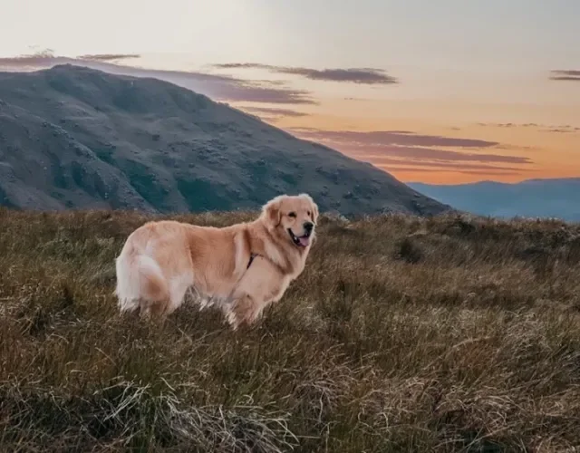 Observe o seu cachorro em todos os momentos do passeio, lembre-se que ele é sua responsabilidade