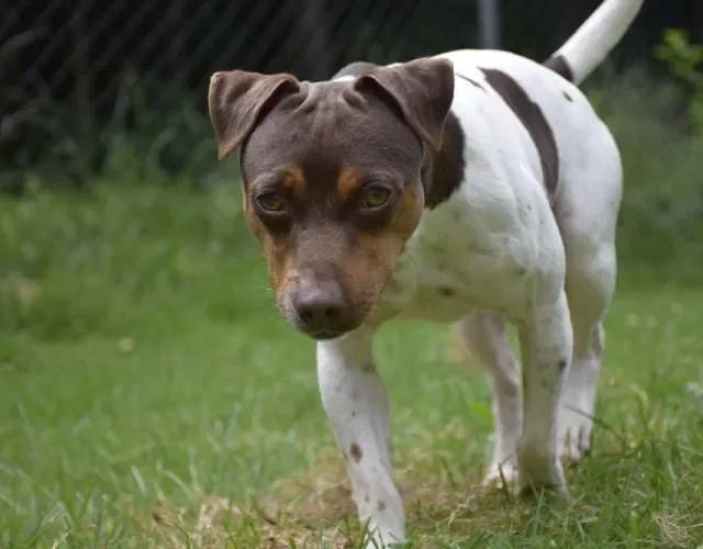 De porte pequeno a médio, os filhotes de Fox Terrier Brasileiro são pura fofura